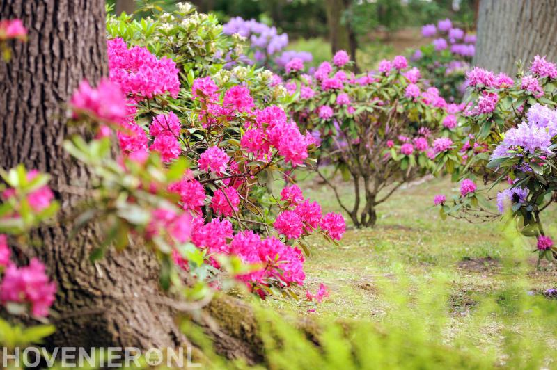 Diemel Groenvoorzieningen