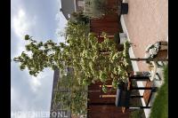 Vd plas tuinprojecten