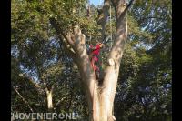 Boom kappen mbv klimtechnieken 2