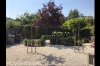 Tuin met leibomen, hagen en grind