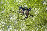 Klimmend snoeien van monumentale beuk
