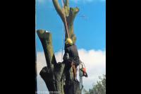 Boom kappen met behulp van klimtechnieken 3