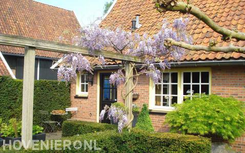 Houten pergola met blauwe regen