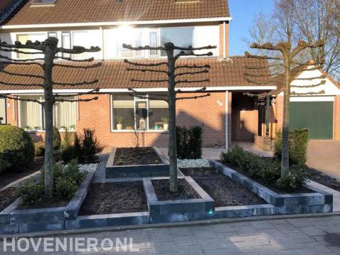 Moderne voortuin met plantenbakken en leibomen