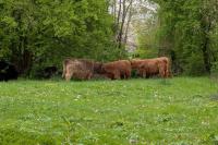 Schotse Hooglanders, deze beheer ik in Grootegast en Zuidhorn
