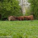 RZ Dienstverlening