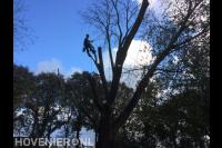 Boom kappen mbv klimtechnieken