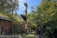 Snoeien boom Amsterdam Huba