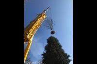 Boom plaatsen met telescoopkraan