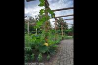 Pergola met eetbare en geurende klimmers