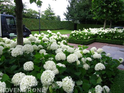 Grote hortensia's met witte bloemen