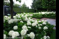 Grote hortensia's met witte bloemen