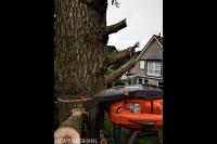 Boomverzorging in actie