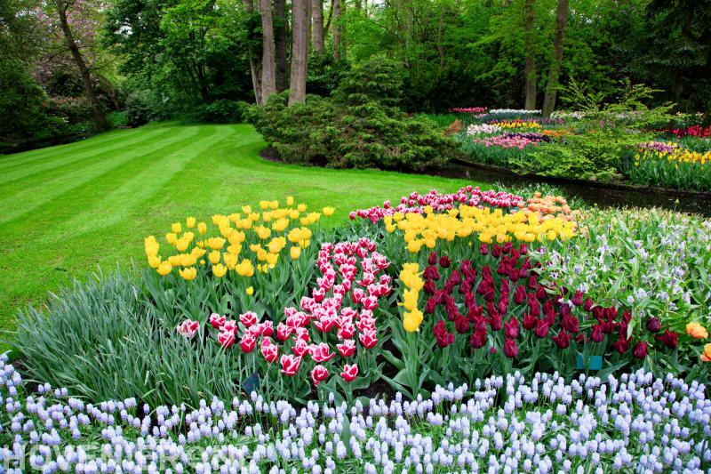 Hovenier Jacques Blom