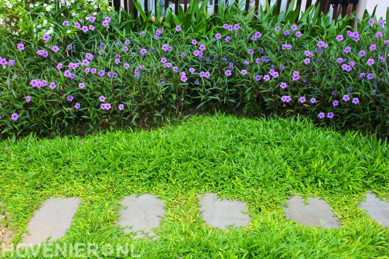 Johannes Scherjon, de vakman voor uw tuin en tegelwerken