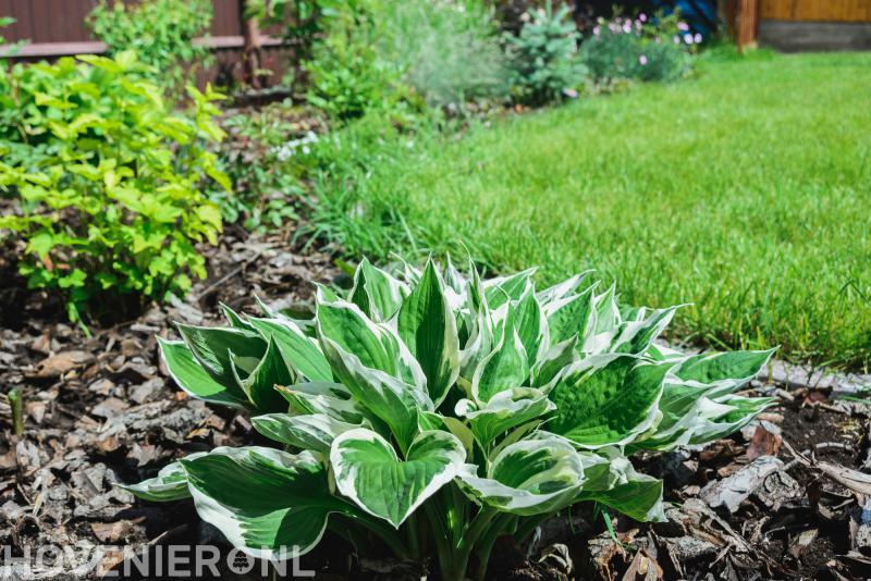 Hoveniersbedrijf H. Fiks