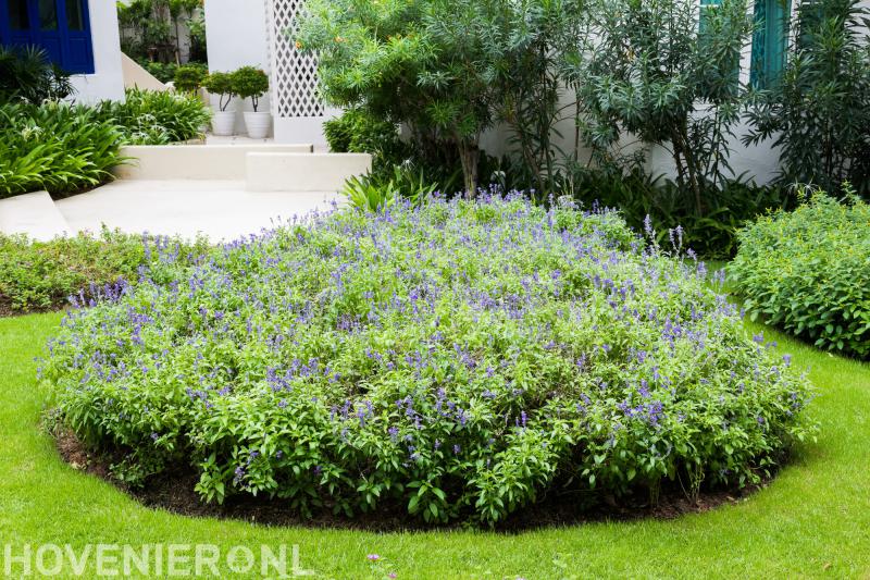 Hoveniersbedrijf Bas Werdekker