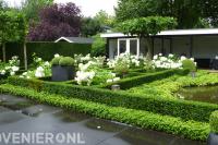 Romantische en klassieke tuin met buxus en witte hortensia's 2