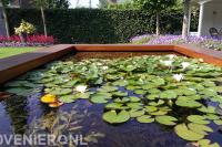 Heldere vijver met waterlelies en zuurstofplanten