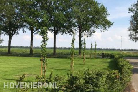 Planten en verankeren van bomen