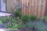 Kleurrijke planten voor houten schutting