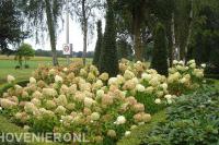 Grote hortensia's met witte bloemen