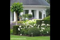 Ruime villatuin met groot gazon en veel groen 1