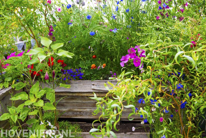 Hoveniersbedrijf Allium