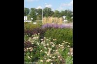 Kleurrijke beplanting van rotonde 1