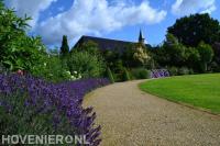 Border van lavendel langs grindpad