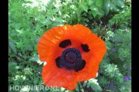 TuinKracht Hoveniers