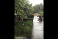 Tuin met leibomen, siergras en hortensia's