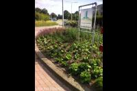 Beplanting van rotonde 2