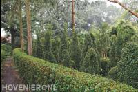 Snoeien van heg en haagplanten