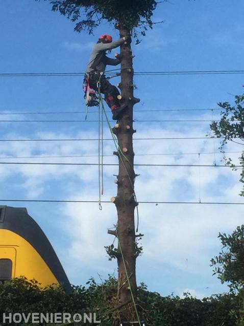 Boom kappen door gebruik te maken van klimtechnieken 2