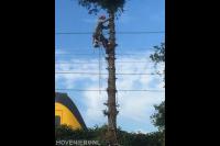 Boom kappen door gebruik te maken van klimtechnieken 2