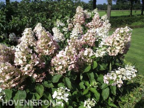 Pluimhortensia's