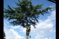 Boom kappen met klimtechnieken 1