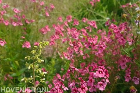 landelijke tuin aanleggen na tuinontwerp via Florera-florera.nl