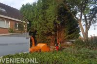 Grote coniferen verwijderen