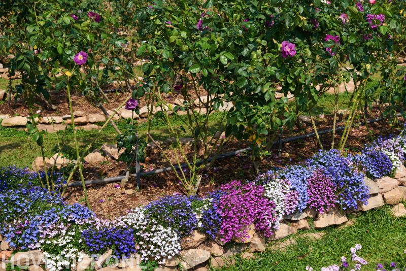 Tuinspecialist Lambert Jongerden Huizen B.V.