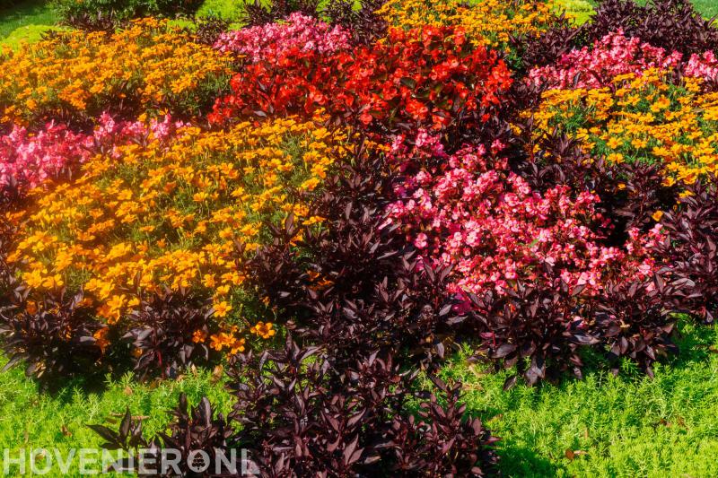 Hoveniersbedrijf Terra Flora