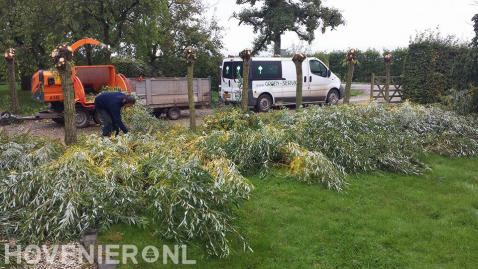 Wilgen knotten en takken versnipperen