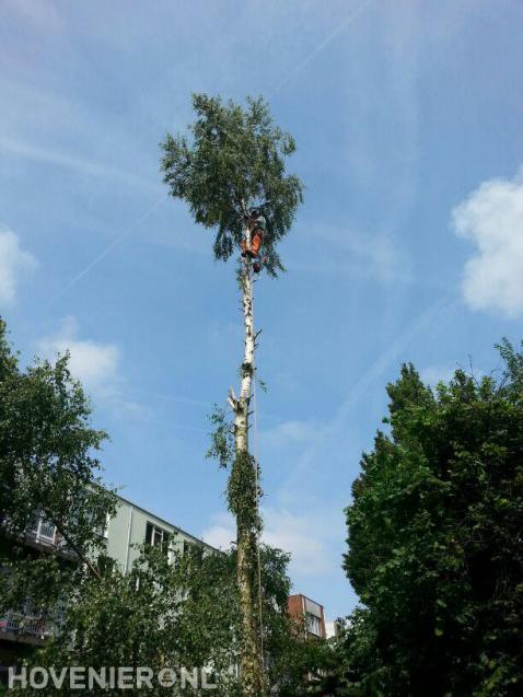 Berk kappen met behulp van klimtechnieken 1