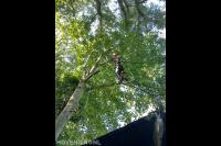 Boom snoeien mbv klimtechnieken