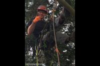 Boomklimmen met touwen