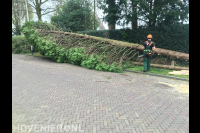 Grote conifeer kappen