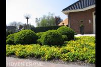 Border met buxusbollen en gele bloemen 2