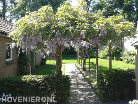 Grote pergola met blauwe regen