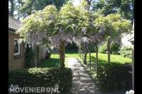 Grote pergola met blauwe regen